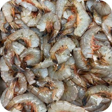 Atlantic X-Large Shrimp 26-30 count (5 lbs.)